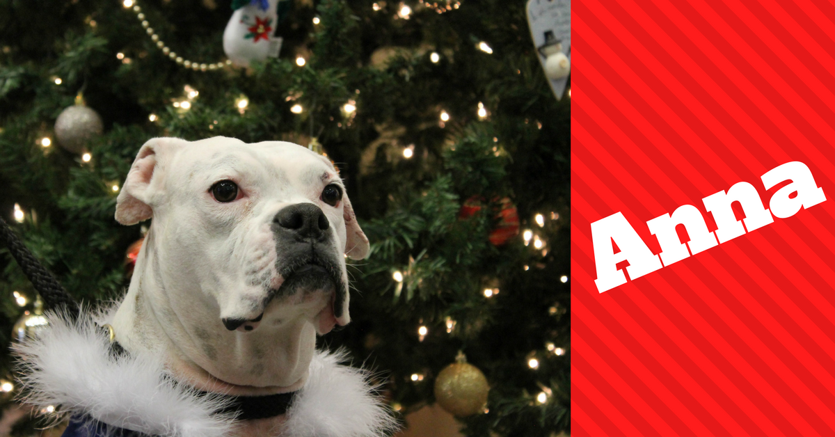 Anna the white boxer in front of christmas tree