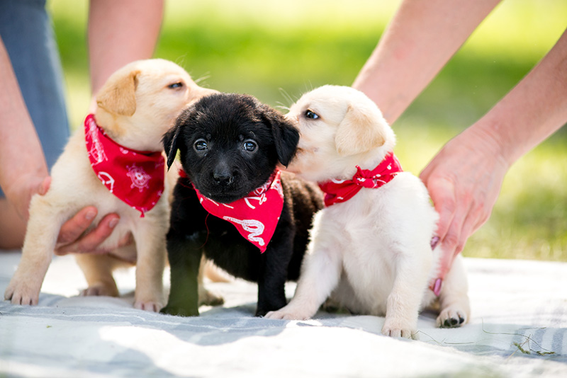 arizona-dog-training-puppy-manners.jpg