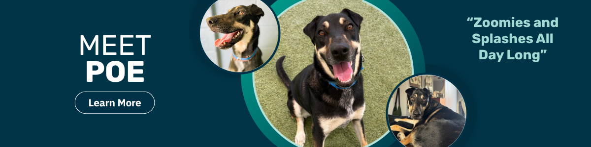 Pet of the week