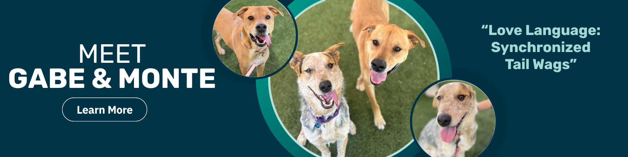 Pet of the week