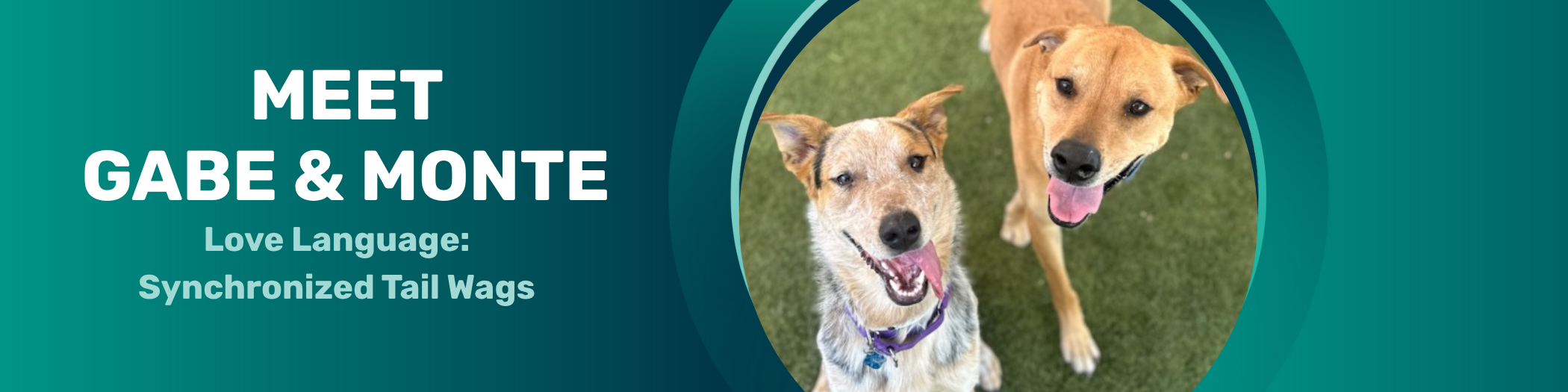 pet of the week