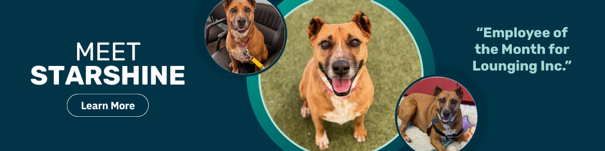 pet of the week