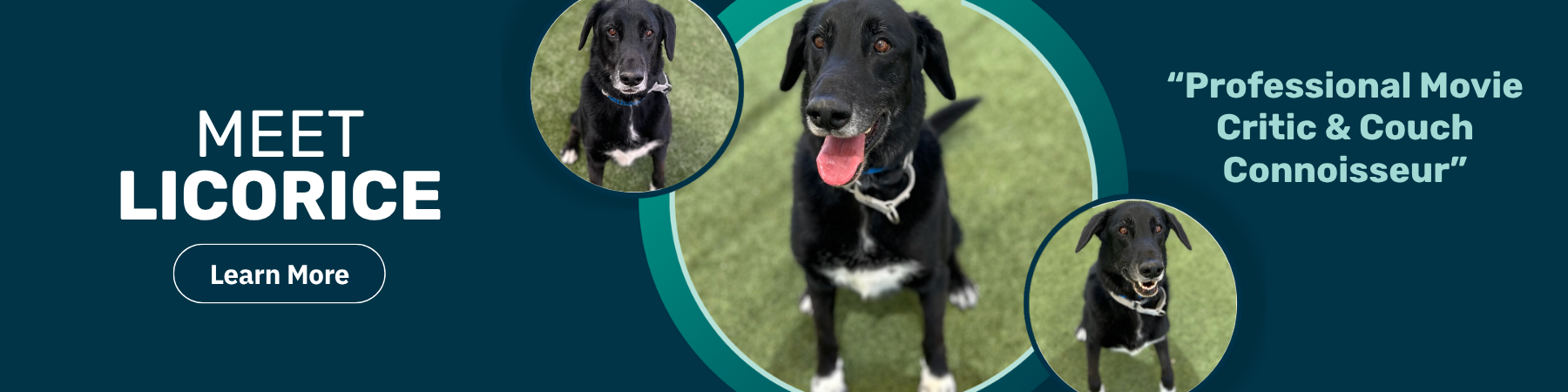 Licorice Pet of the Week