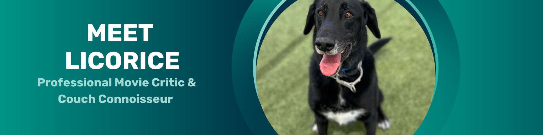 Licorice Pet of the Week