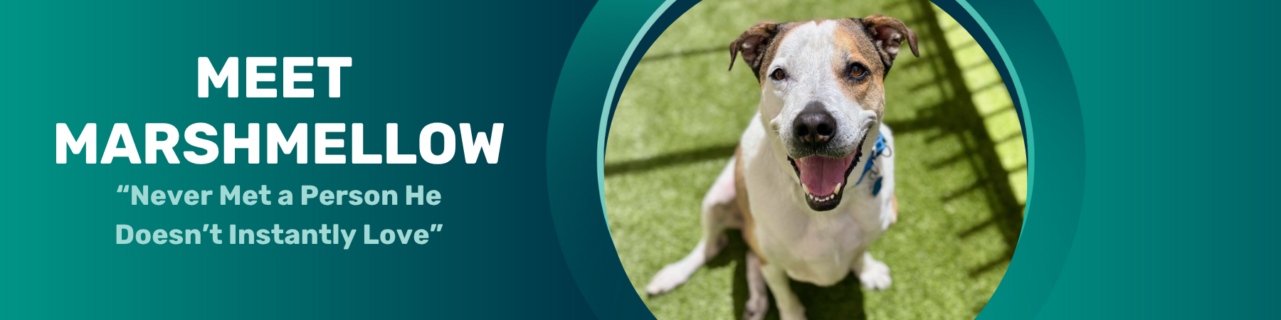 marshmellow pet of the week
