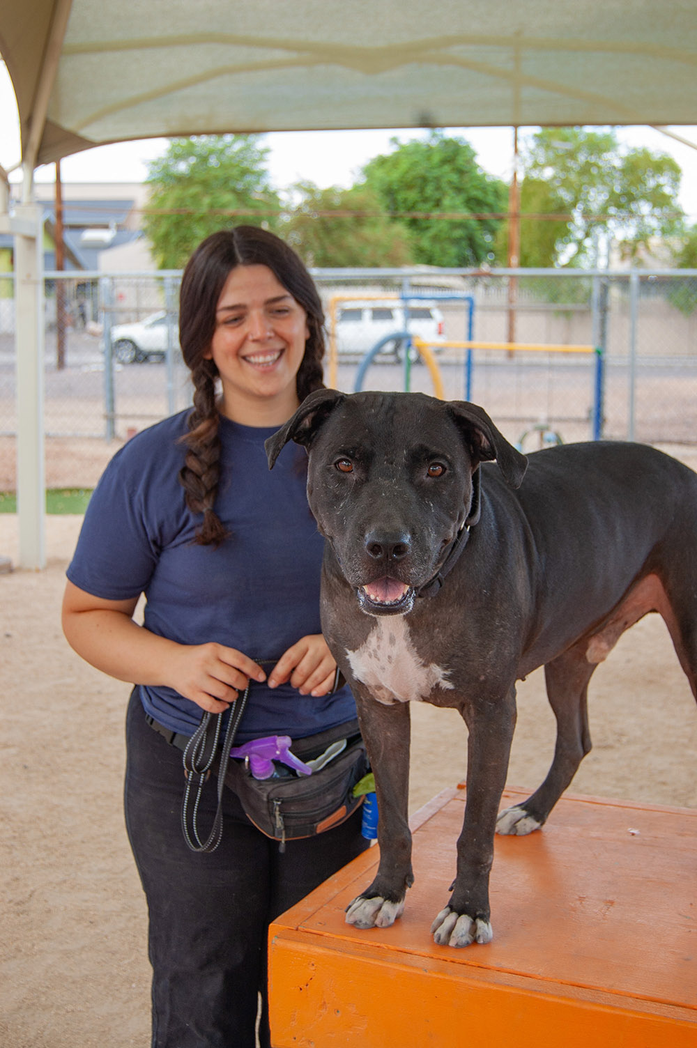 AAWL Dog Training, Phoenix Arizona - Basic Obedience Level 2