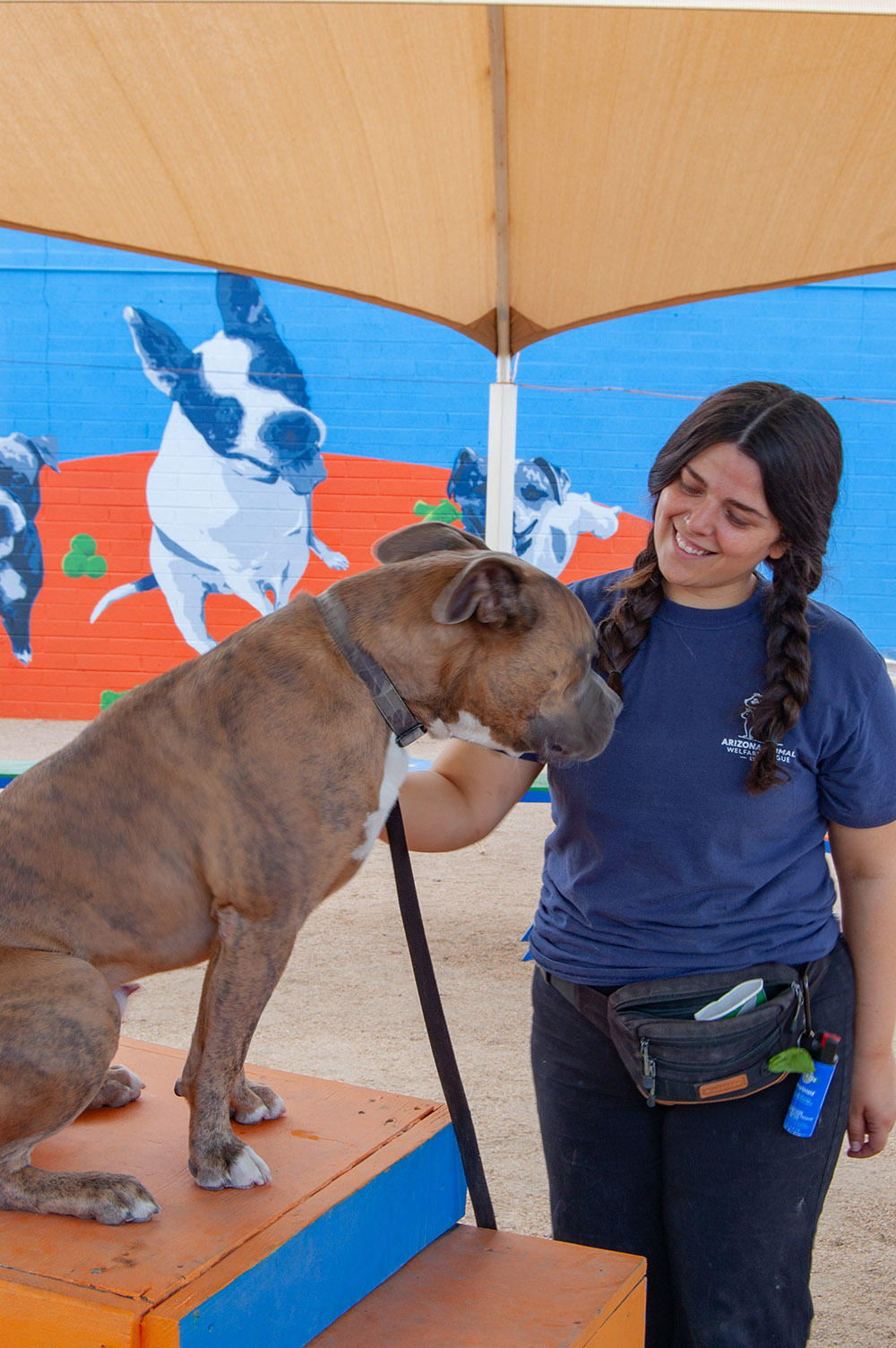 AAWL Dog Training, Phoenix Arizona - Basic Obedience Level 3