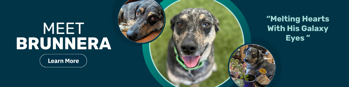 Brunnera - pet of the week