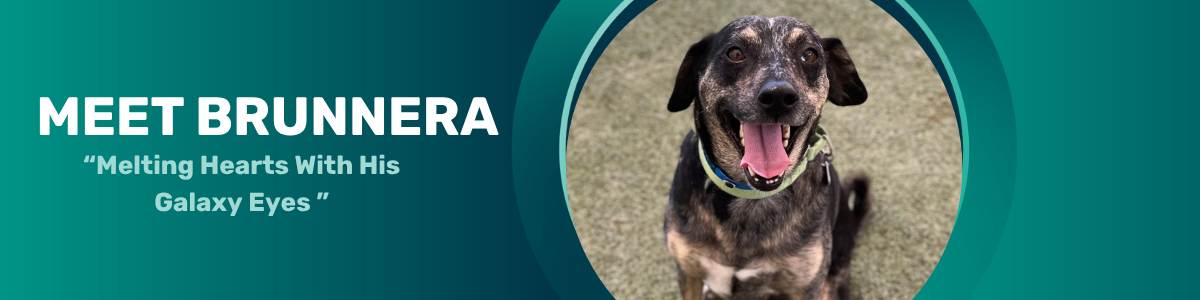 Brunnera - pet of the week