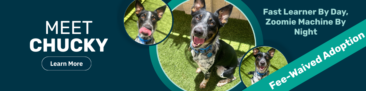 Chucky pet of the week