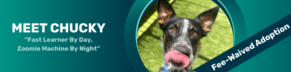 Chucky - pet of the week