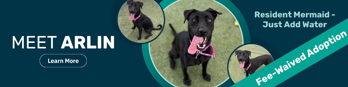 Arlin - pet of the week