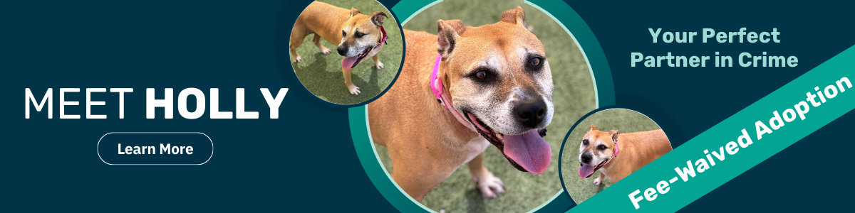 Holly pet of the week