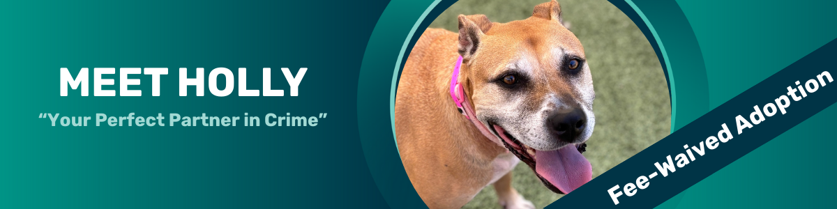 holly pet of the week