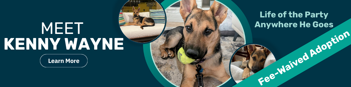 Kenny Wayne - pet of the week