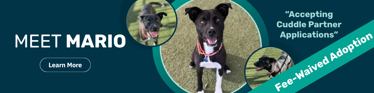 Mario - pet of the week