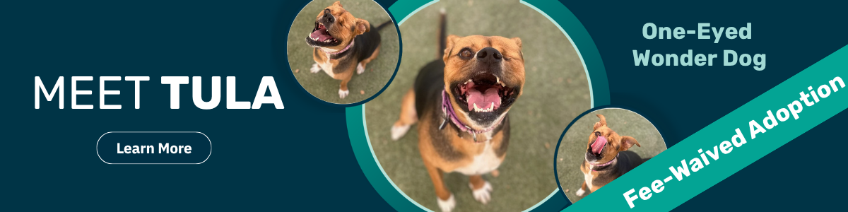 tula pet of the week