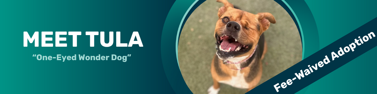 tula pet of the week