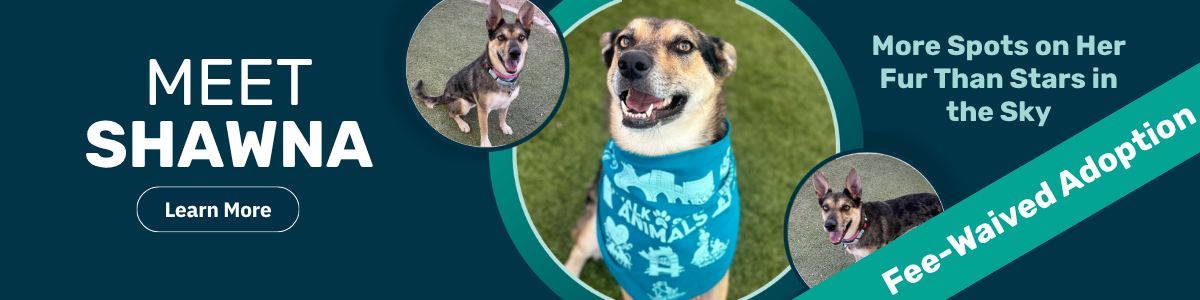 Shawna - pet of the week