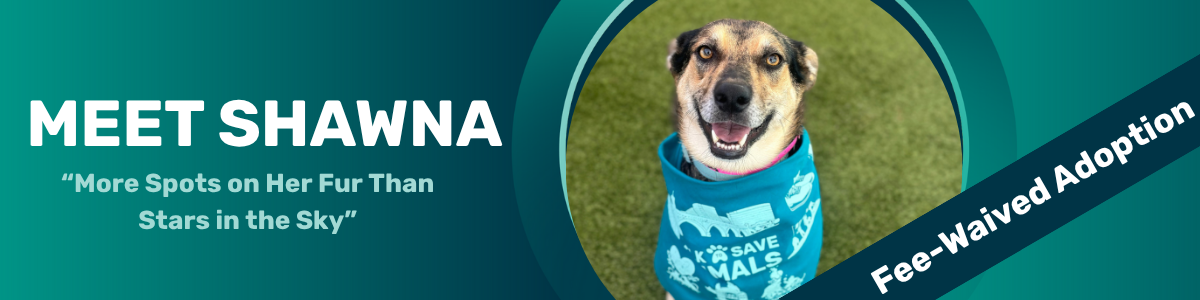 Shawna - pet of the week