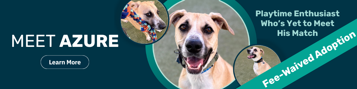 Azure - pet of the week