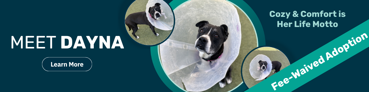 Dayna - pet of the week