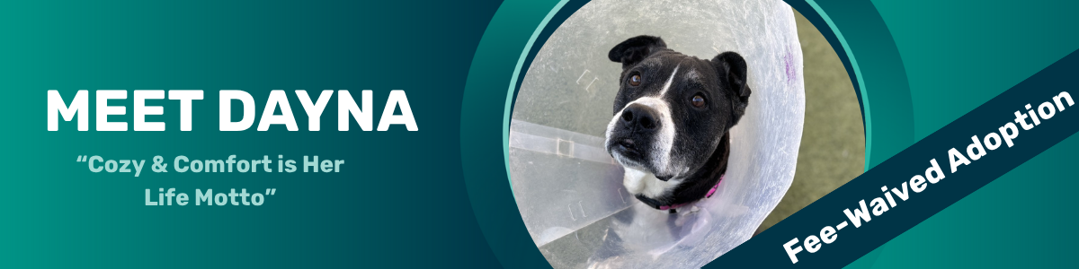 Dayna - pet of the week
