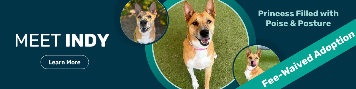 Indy - pet of the week