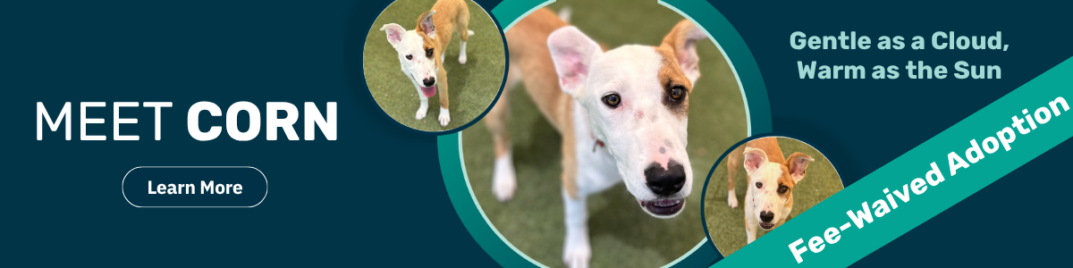 corn - pet of the week