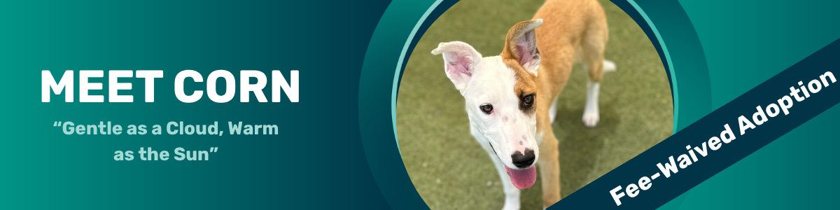 corn - pet of the week