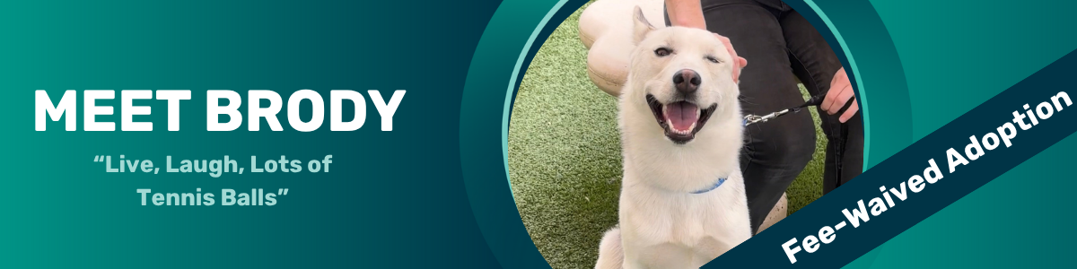 Brody - pet of the week