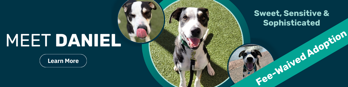 Pet of the week - Daniel