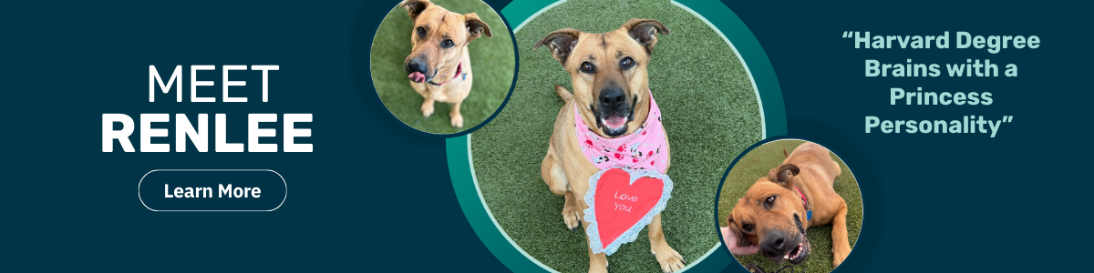 Renlee - pet of the week