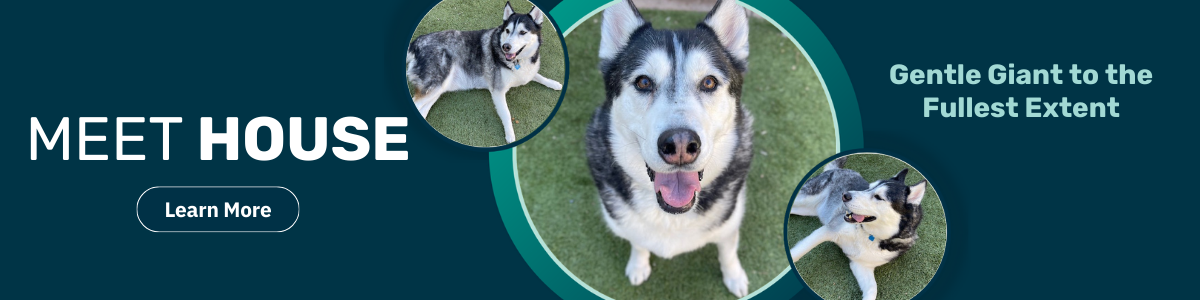 House - pet of the week