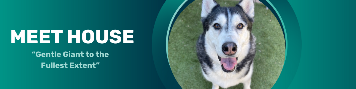 House - pet of the week