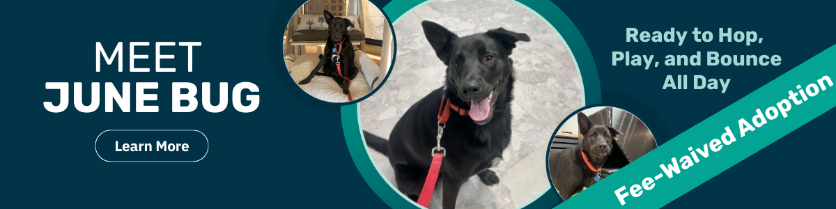 June Bug - Pet of the Week