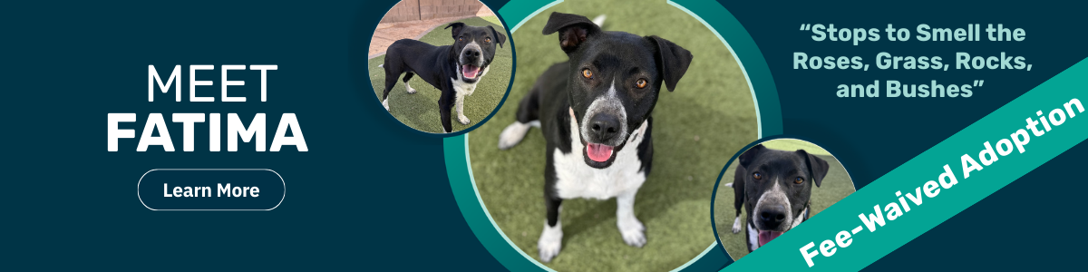 Fatima - pet of the week