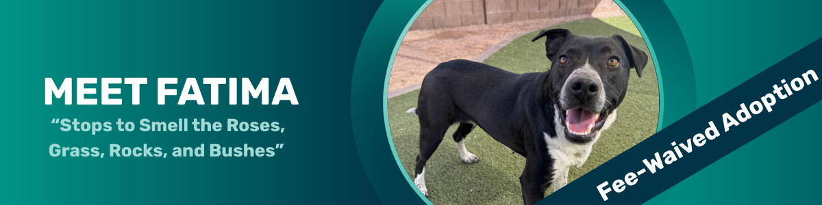 Fatima - pet of the week