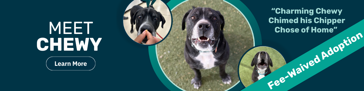 Chewy - pet of the week