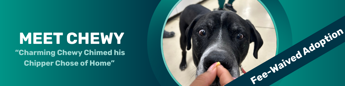 chewy - pet of the week