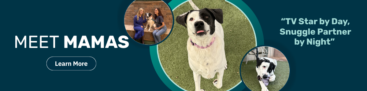 Mamas - pet of the week