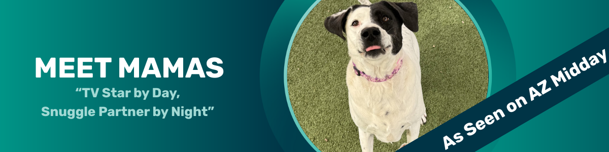 Mamas - pet of the week