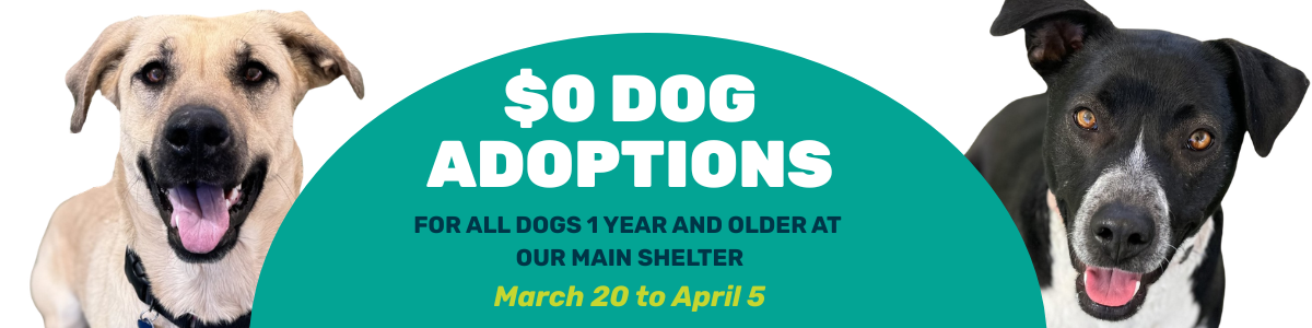 adoptions march special zero dollar adoptions dogs