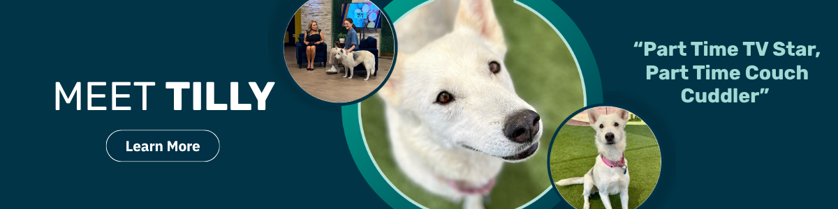 Tilly - pet of the week