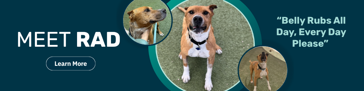 Rad - Pet of the Week