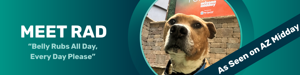 Rad - Pet of the Week