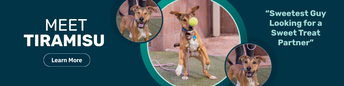 Tiramisu - pet of the week