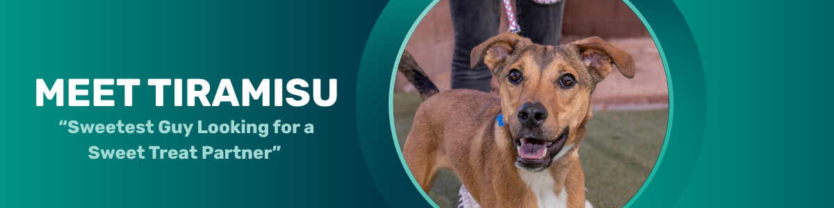 Tiramisu - Pet of the week