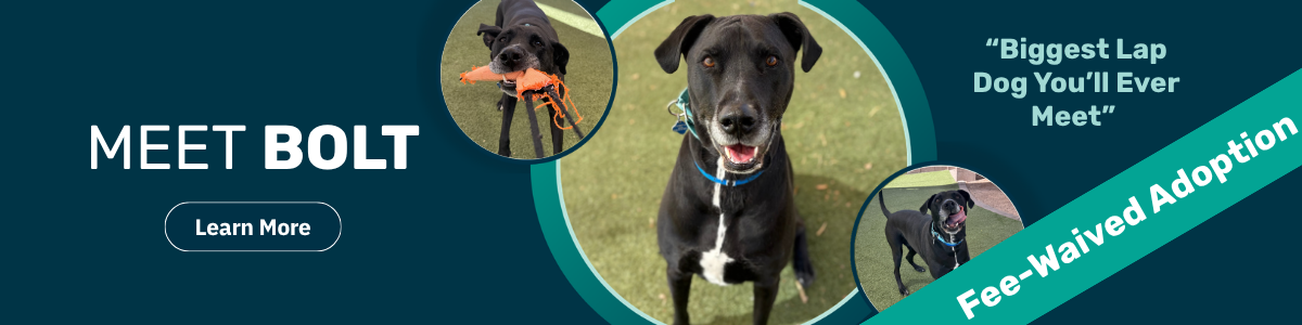 Bolt - Pet of the Week