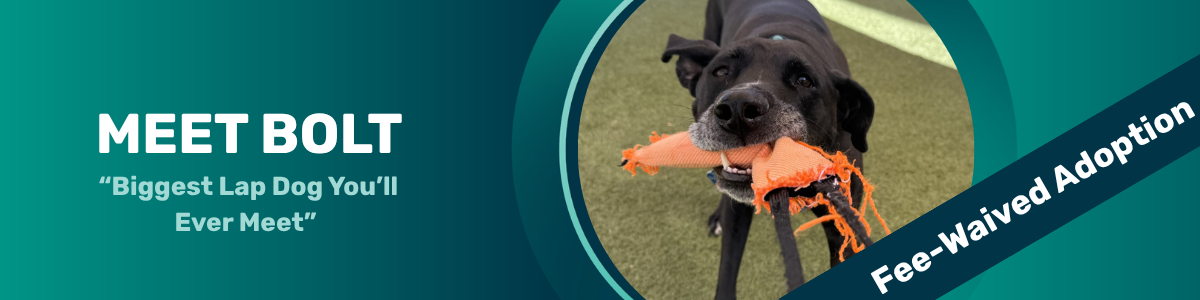 Bolt - pet of the week